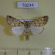 70244p Noctuidae Dichagyris vallesiaca inexpectata Kazakhstan $15
