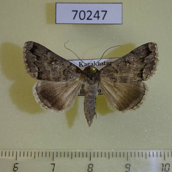 Noctuidae Clytie gracilis Kazakhstan