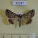 70247p Noctuidae Clytie gracilis Kazakhstan $9