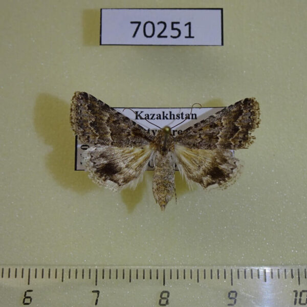 Noctuidae Anumeta fractistrigata Kazakhstan