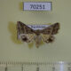 70251p Noctuidae Anumeta fractistrigata Kazakhstan $6