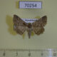 70254p Noctuidae Pericyma albidentaria Kazakhstan $10