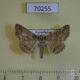 70255p Noctuidae Pericyma albidentaria Kazakhstan $10