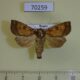 70259p Noctuidae Gortyna basalipunctata f Primorye $12