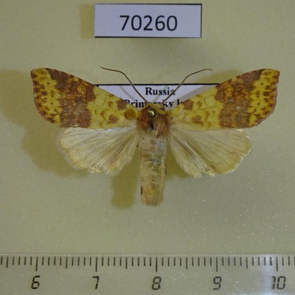 Noctuidae Cirrhia tunicata Primorye