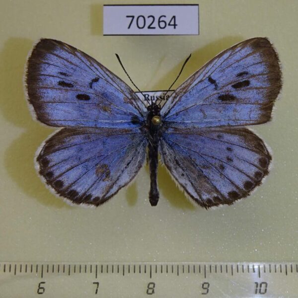 Lycaenidae Maculinea arionides Primorye