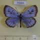 70264p Lycaenidae Maculinea arionides Primorye $6