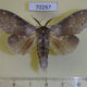 70267p Notodontiidae Stauropus fagi persimilis Primorye $7