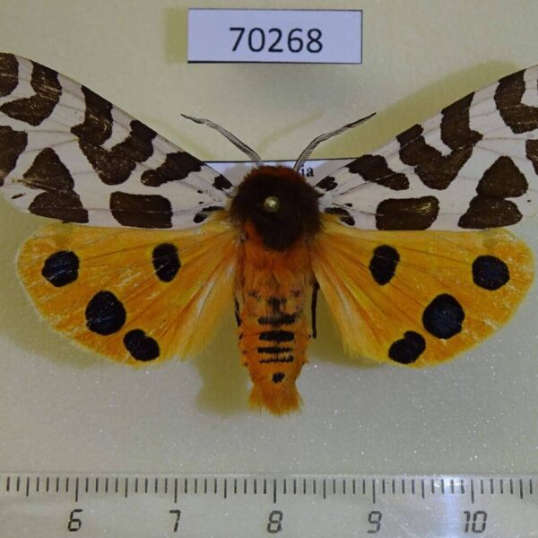 Arctiidae Arctia caja transbaikalensis Transbaikal reg.