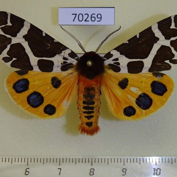 Arctiidae Arctia caja transbaikalensis Amur reg.
