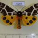 70269p Arctiidae Arctia caja transbaikalensis Amur reg. $7