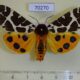 70270p Arctiidae Arctia caja transbaikalensis Amur reg. $10