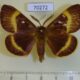 70272p Lasiocampidae Lasiocampa quercus Kazakhstan $9