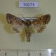 70273p Noctuidae Lacanobia oleracea Kazakhstan $4