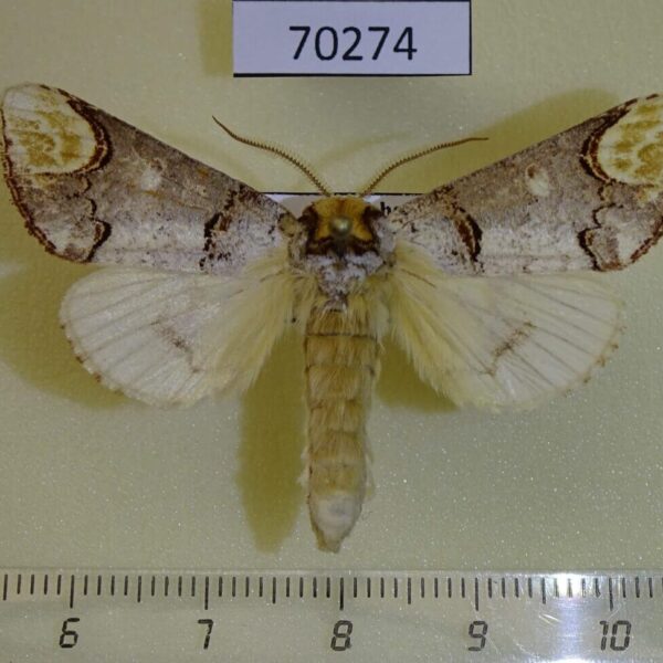 Notodontiidae Phalera bucephala Kazakhstan