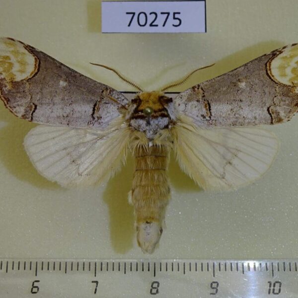 Notodontiidae Phalera bucephala Kazakhstan