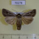 70278p Noctuidae Mythmna velutina Kazakhstan $5