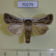 70279p Noctuidae Mythmna velutina Kazakhstan $5
