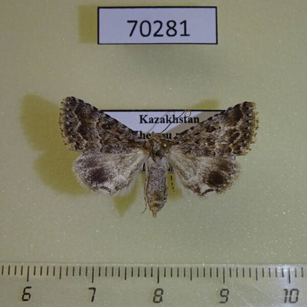 Noctuidae Anumeta fractistrigata Kazakhstan