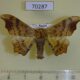 70287p Endromidae Oberthueria caeca Primorye $7