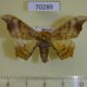 70289p Endromidae Oberthueria caeca Primorye $7