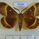 70292p Lasiocampidae Lasiocampa quercus Kazakhstan $9