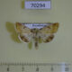 70294p Noctuidae Heliothis nubigera Kazakhstan $9
