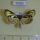 70302p Noctuidae Diachrysia zosimi Krasnoyarsk reg. $10