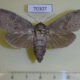 70307p Cossidae Cossus bohatchi f Kazakhstan $15