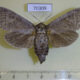 70309p Cossidae Cossus bohatchi f Kazakhstan $15