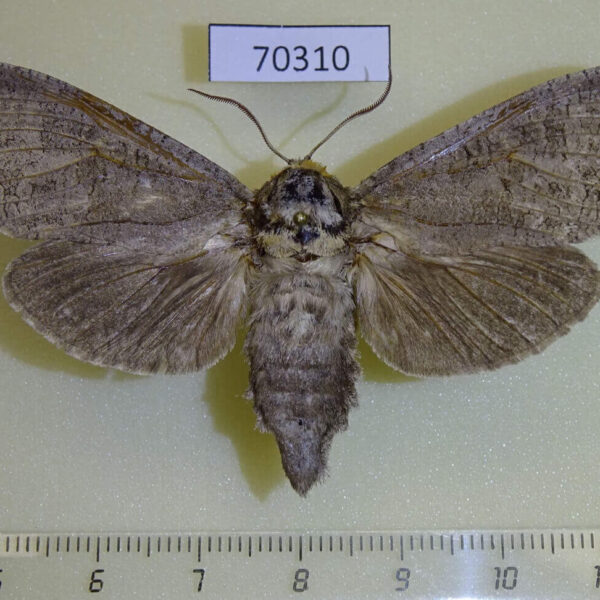 Cossidae Cossus bohatchi f Kazakhstan
