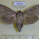 70310p Cossidae Cossus bohatchi f Kazakhstan $15