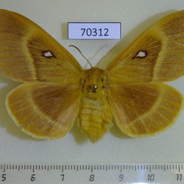 Lasiocampidae Lasiocampa quercus f Kazakhstan
