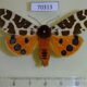 70313p Arctiidae Arctia caja Kazakhstan $9