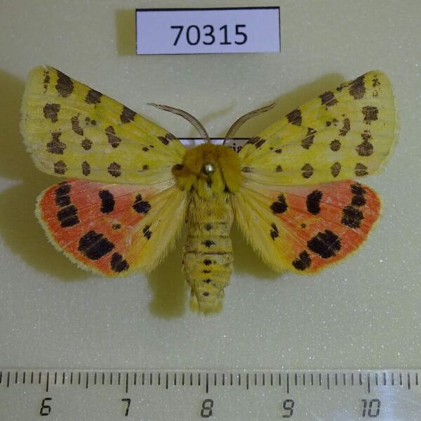 Arctiidae Rhyparia purpurata Tyva rep.
