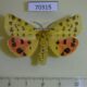 70315p Arctiidae Rhyparia purpurata Tyva rep. $5