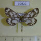 70320p Geometridae Cystidia couaggaria Primorye $8