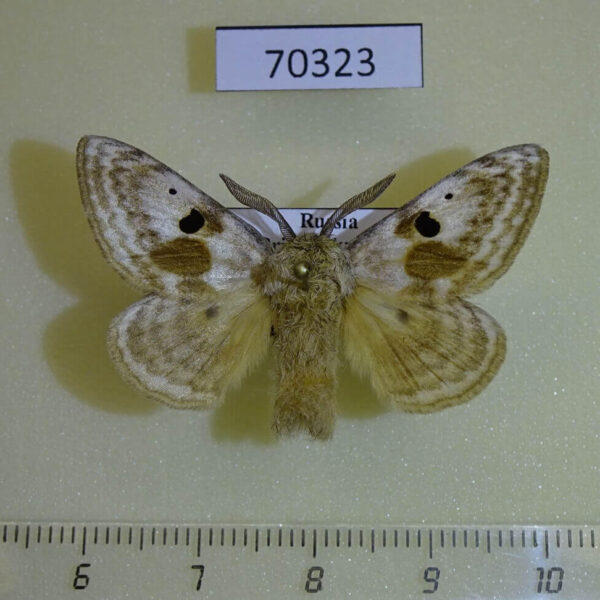 Endromidae Mirina christophi Primorye
