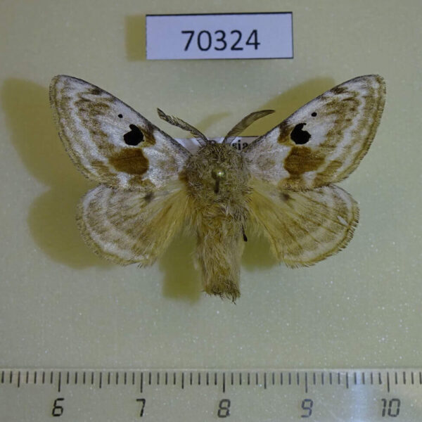 Endromidae Mirina christophi Primorye