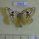 70324p Endromidae Mirina christophi Primorye $8