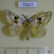 70327p Endromidae Mirina christophi Primorye $9