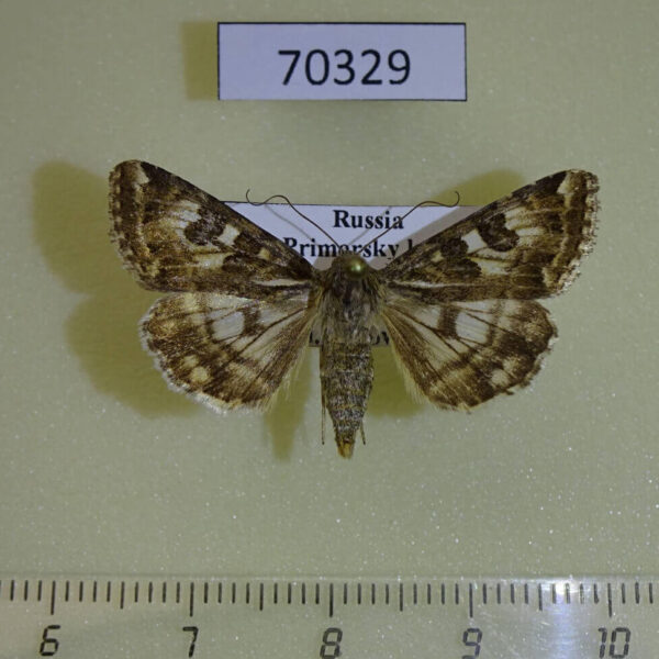 Noctuidae Protoscinia scutosa Primorye