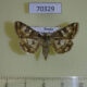 70329p Noctuidae Protoscinia scutosa Primorye $9