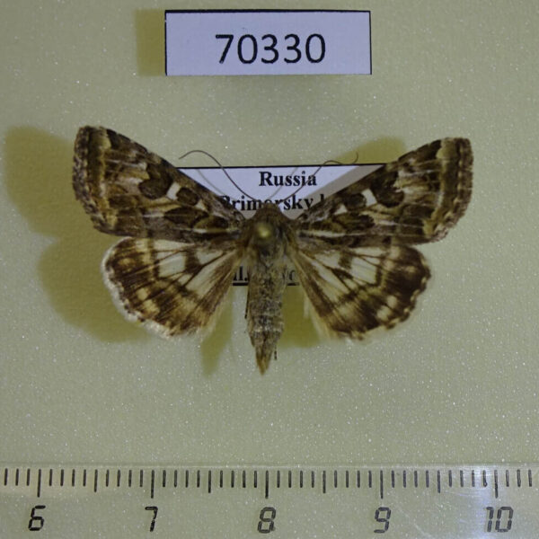 Noctuidae Protoscinia scutosa Primorye