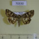 70330p Noctuidae Protoscinia scutosa Primorye $9