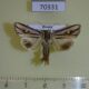 70331p Noctuidae Actinotia intermediata Primorye $6