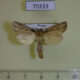 70333p Noctuidae Globia sparganii Primorye $10