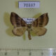 70337p Geometridae Scotopteryx acutangulata Primorye $8