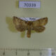 70339p Noctuidae Eriopygodes imbecilla Khakassia rep. $6