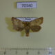 70340p Noctuidae Eriopygodes imbecilla Khakassia rep. $5